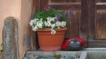 Stilleben in Guarda