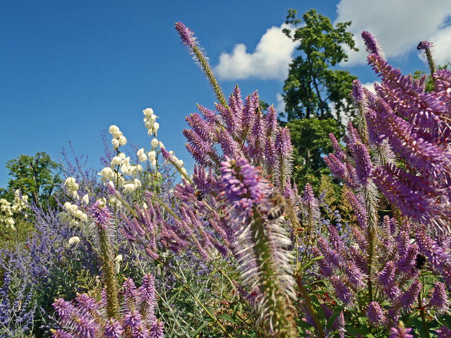 Blumen Überlingen