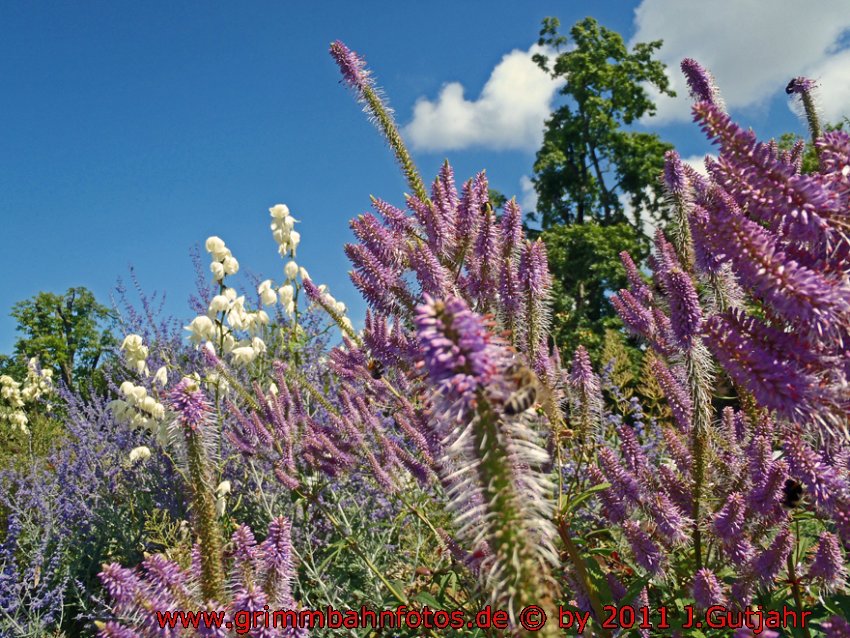 Blumen Überlingen