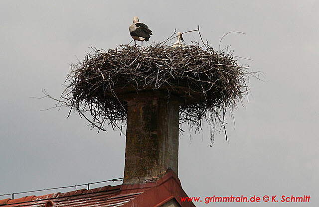 Störche in Gross Gerungs