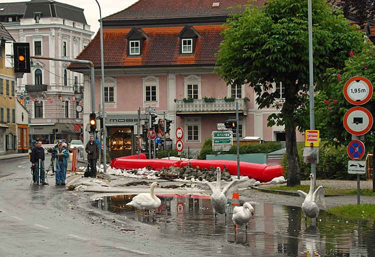 Schwäne die "Zweite"