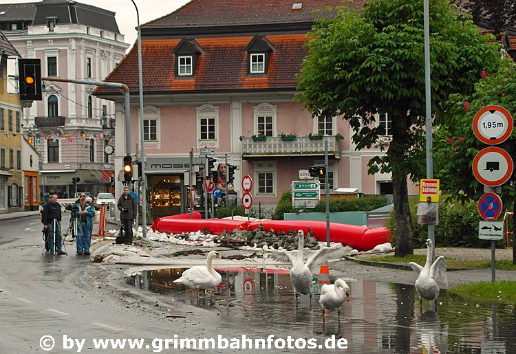 Schwäne die "Zweite"