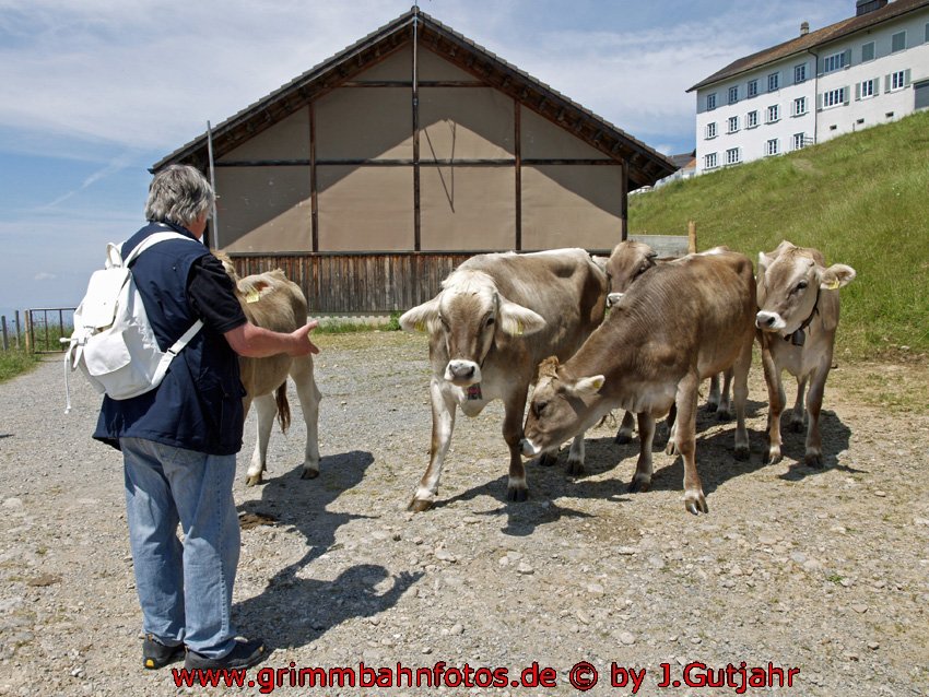 RB redet mit dem Rindvieh