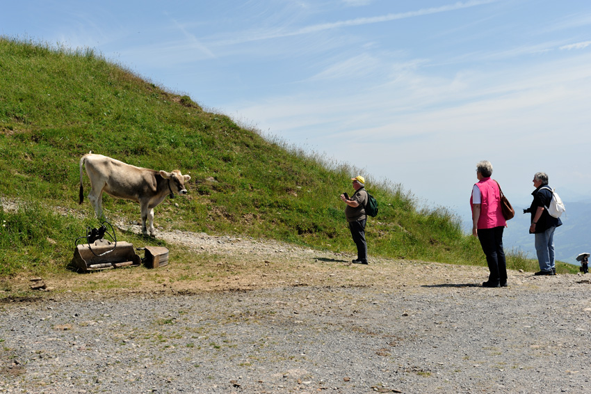 Die Kuh auf der Rigi