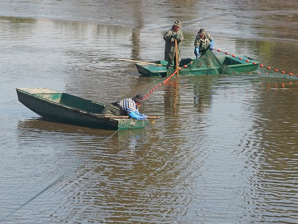 Abfischen in Schönau