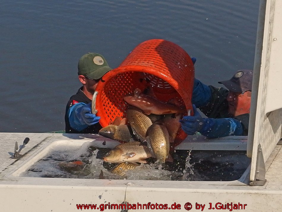 Karpfen in die Wasserkiste..